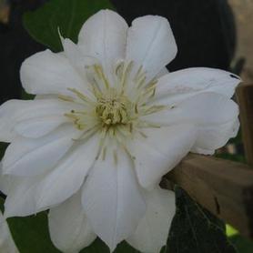 Clematis