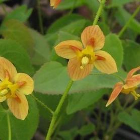 Barrenwort