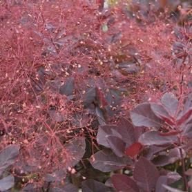 Smokebush