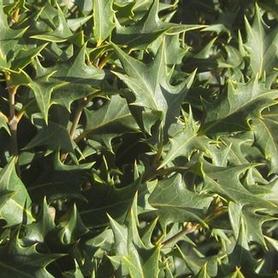 Holly Tea Olive
