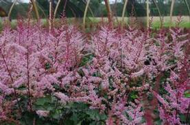 Astilbe x Delft Lace