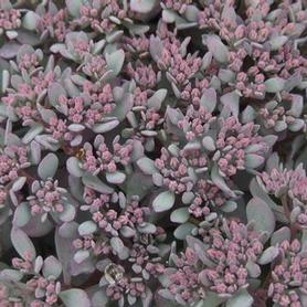 Stonecrop