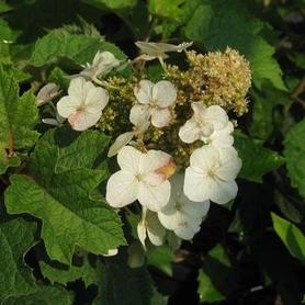 Oakleaf Hydrangea