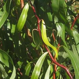 Corkscrew Willow