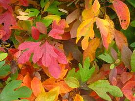 Common Sassafras