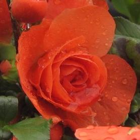 Floweringquince