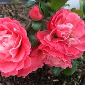 Floweringquince