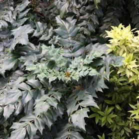 Japanese Mahonia