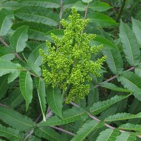 Smooth Sumac