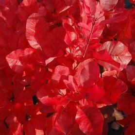 Smokebush