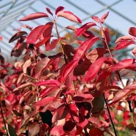 Amelanchier x grandiflora Autumn Brilliance&reg;