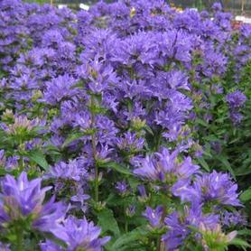 Clustered Bellflower
