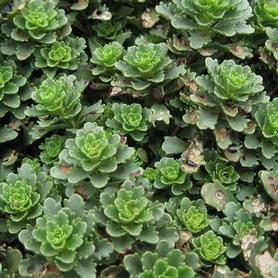 Stonecrop