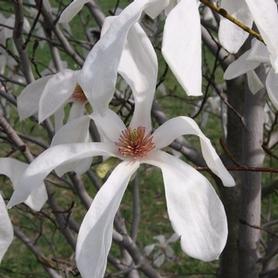 Magnolia