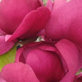 Magnolia