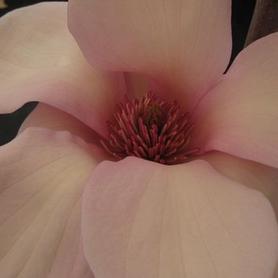 Magnolia
