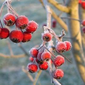 Green Hawthorn