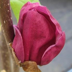 Magnolia