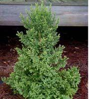 Japanese Cedar