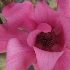 Magnolia