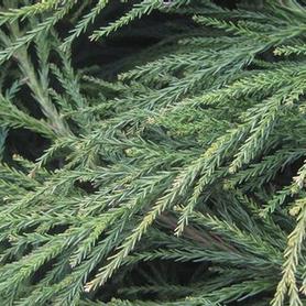 Japanese Cedar