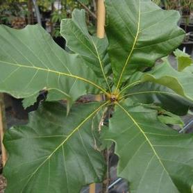 Swamp White Oak