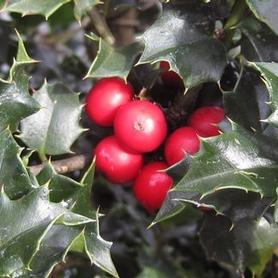 Holly