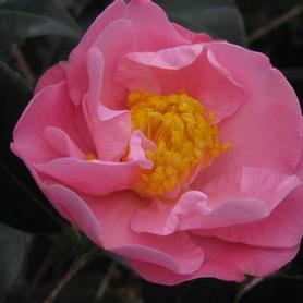 Camellia