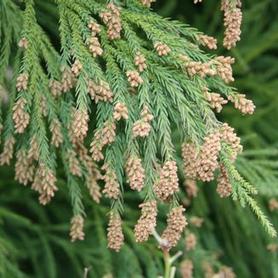 Japanese Cedar