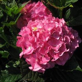 Bigleaf Hydrangea