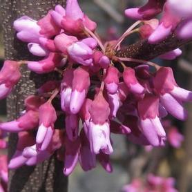 Eastern Redbud