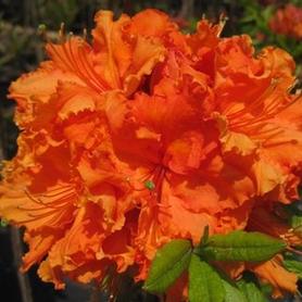 Exbury Azalea