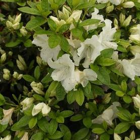 Girard Hybrid Azalea
