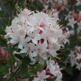Coast Azalea