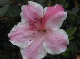 Evergreen Azalea