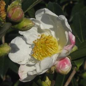 Camellia