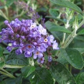 Butterfly Bush