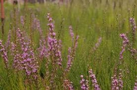 Dwarf Blazing Star