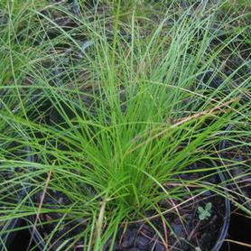 Appalachian Sedge