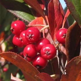Aronia arbutifolia Brilliantissima