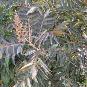 Shining Sumac