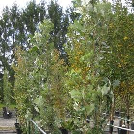 Hybrid Oak