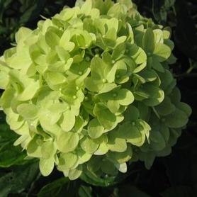 Pee Gee Hardy Hydrangea