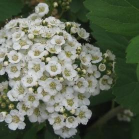 Birchleaf Spirea