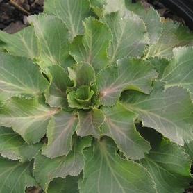 Sea Holly