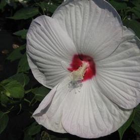 Rose Mallow