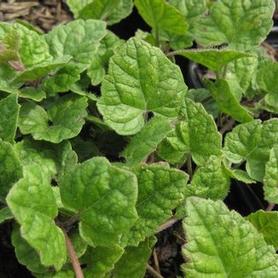 Meehan's Mint