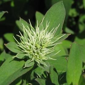 Appalachian Mountain Mint