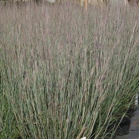 Little Bluestem