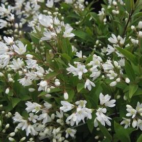 Slender Deutzia